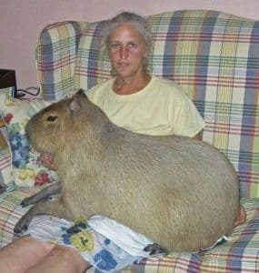 The new big chungus