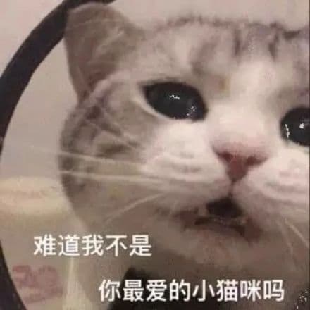 难道我不是你最爱的小猫咪吗