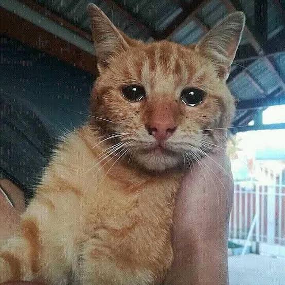 Cat in love crying