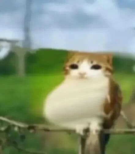 猫头鹰小猫表情包