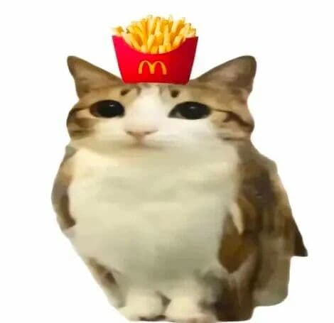 猫头鹰小猫表情包