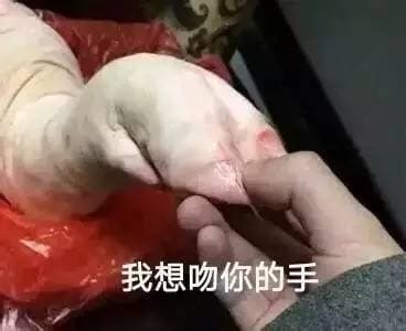 我想吻你的手