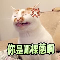 小猫表情包