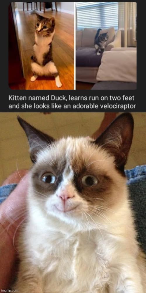A kitten named Duck