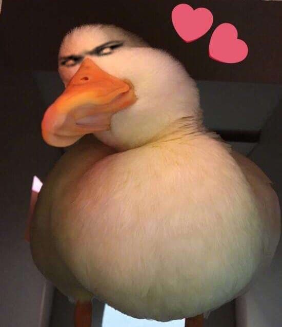 小鸭子小心心