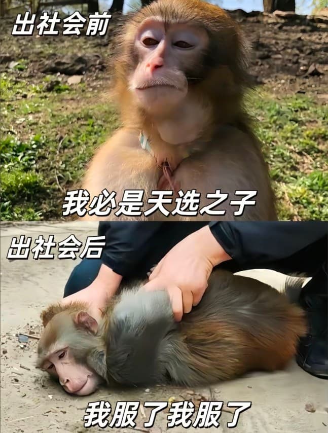 吗喽打工表情包