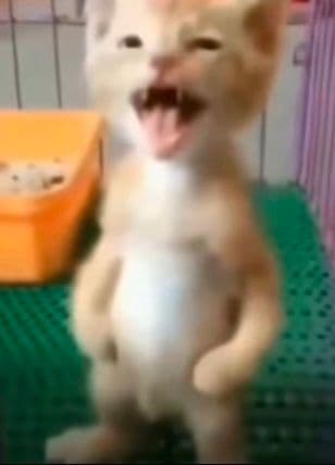 猫猫站立叉腰表情包