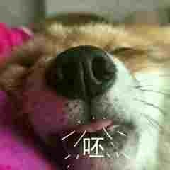 柴犬斗图表情包