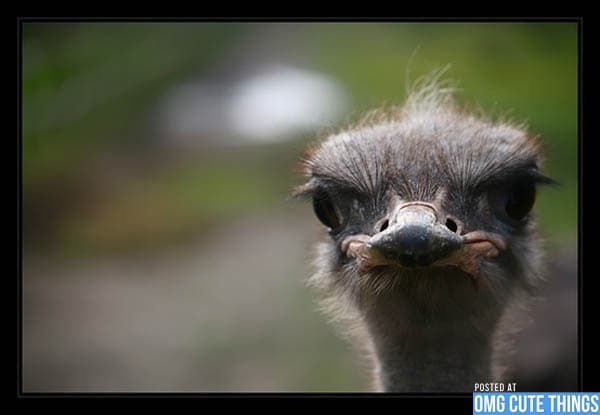 Disapproving ostrich