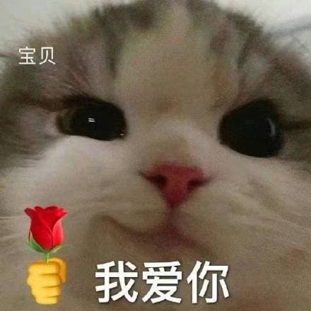 宝贝 我爱你 猫咪头拿玫瑰
