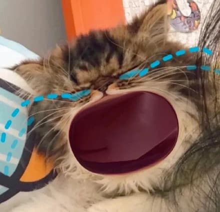 大嘴猫大哭