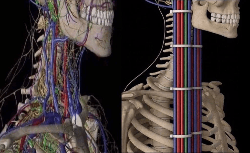 The Human Circulatory System, Before And After Proper Cable Management