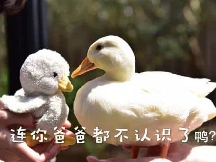 连你爸爸都不认识了鸭