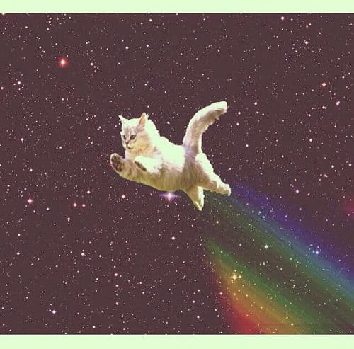 Nyan Cat Real