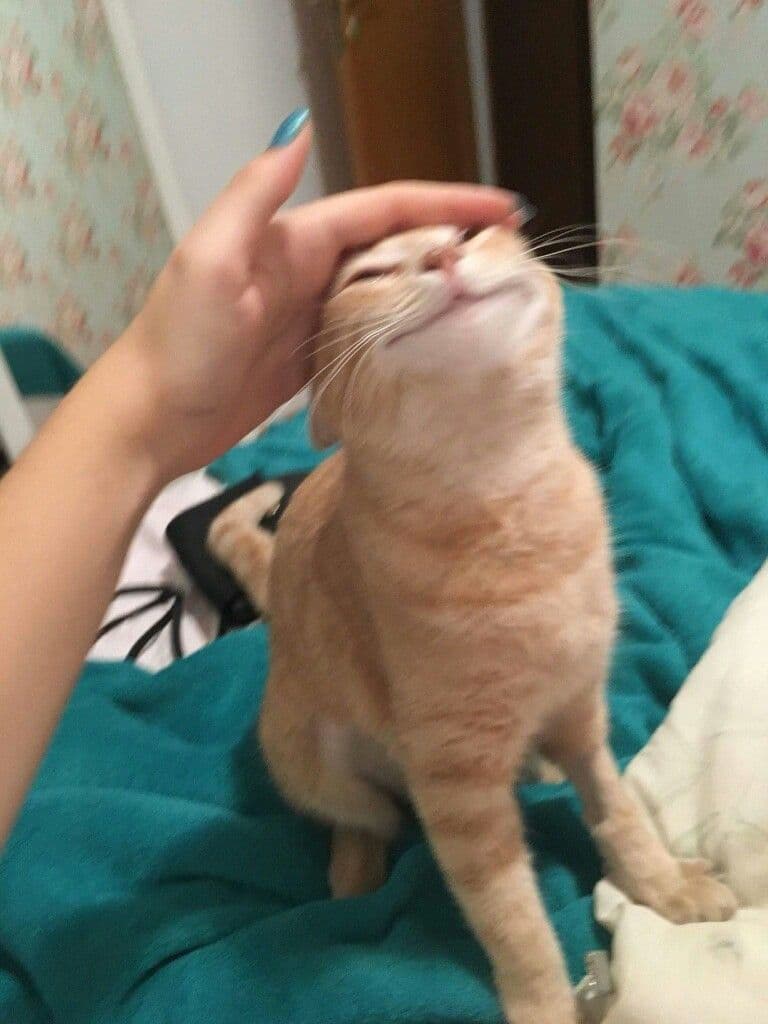 Happy Cat Meme