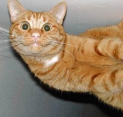 Sideways Happy Cat