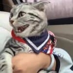 Happy cat GIF Template