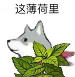 这薄荷里