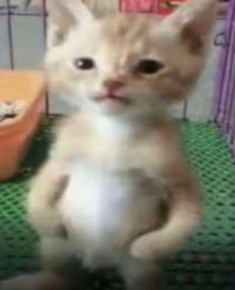 猫猫站立叉腰表情包