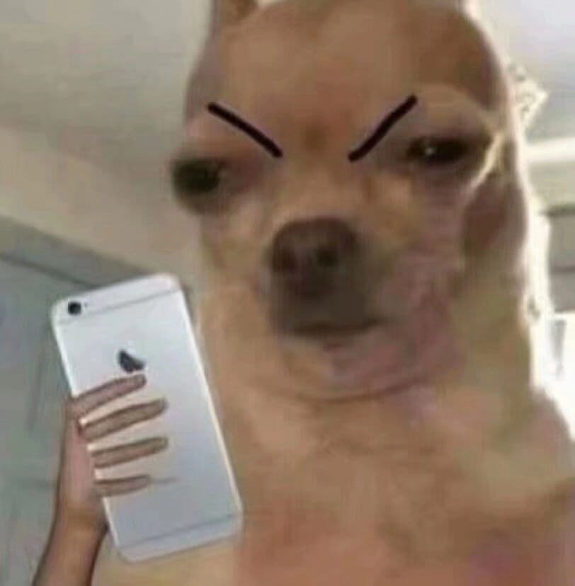 狗狗玩手机