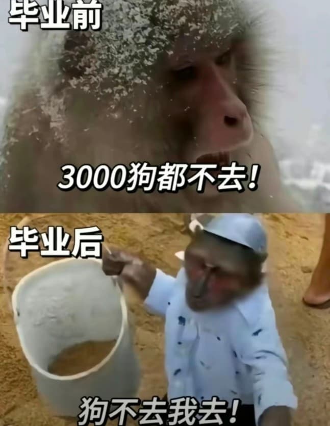 吗喽打工表情包