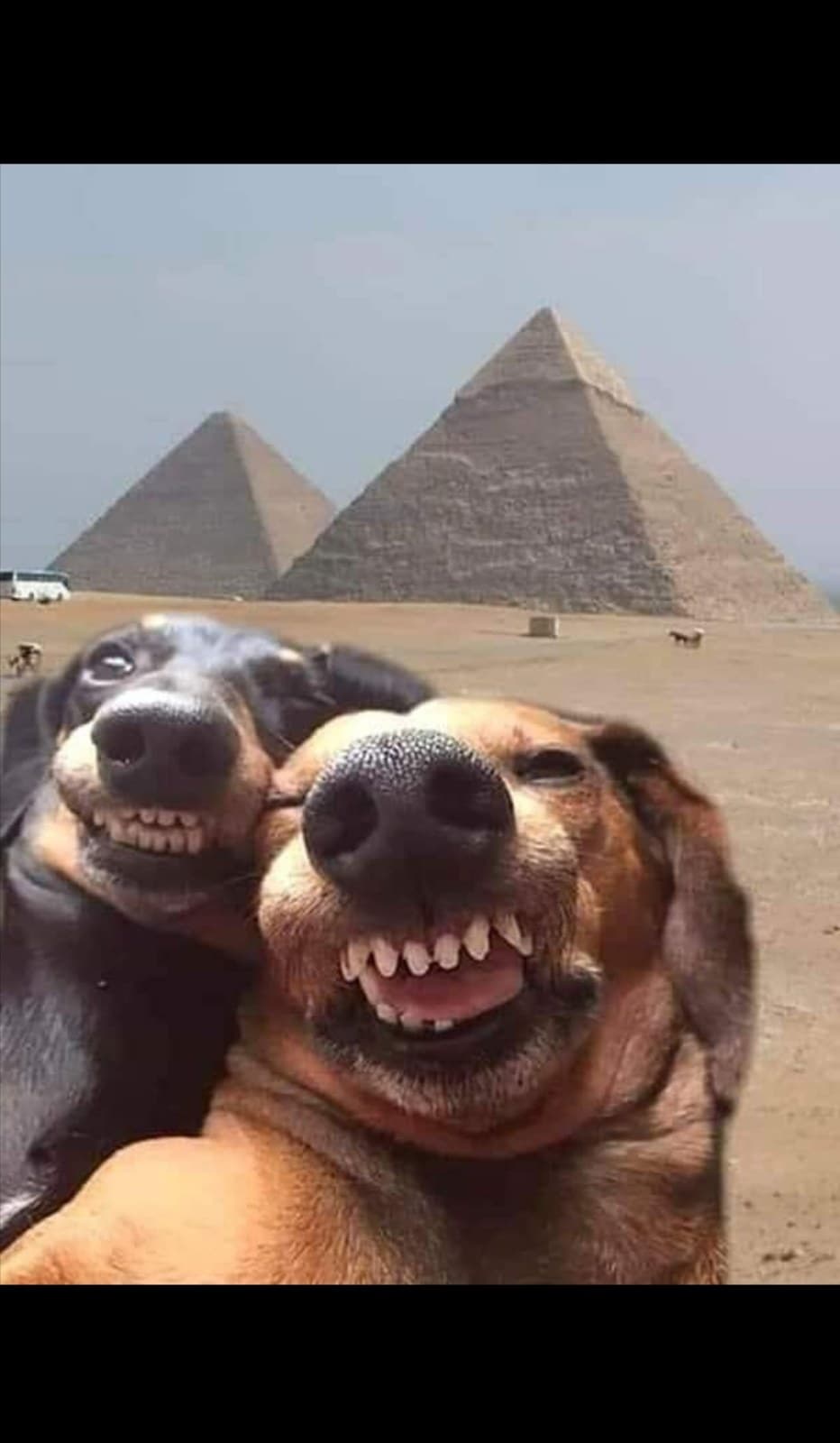 Pyramid dogs