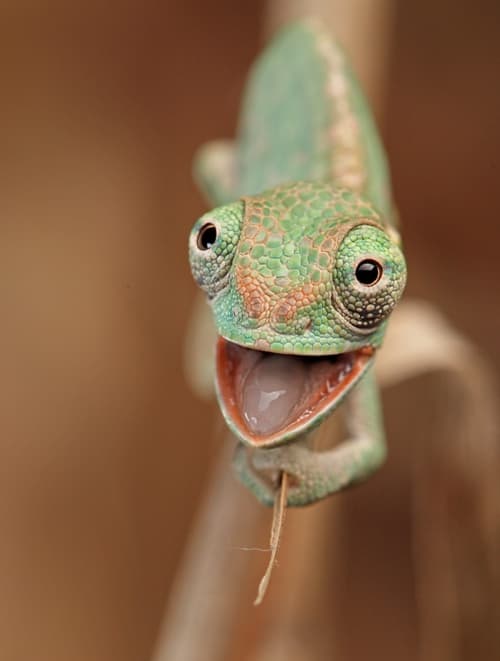 Smiling Chameleon