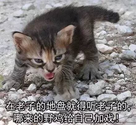 在老子的地盘就得听老子的，哪来的野鸟给自己加戏！