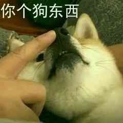 柴犬斗图表情包