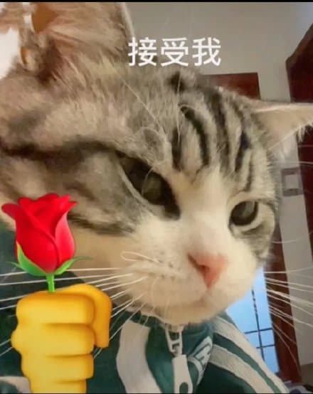 接受我 猫咪头拿玫瑰