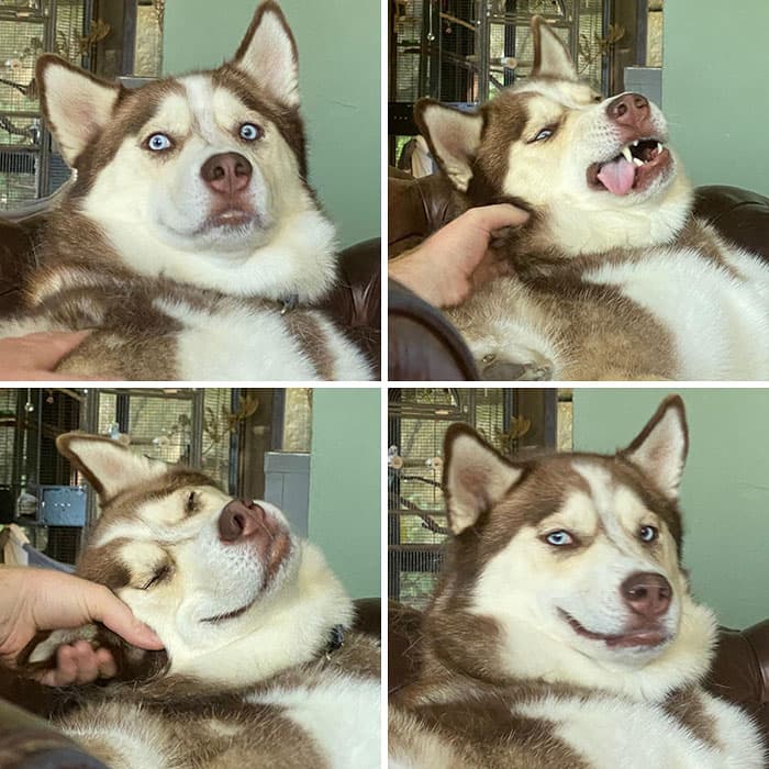 Confused doggo
