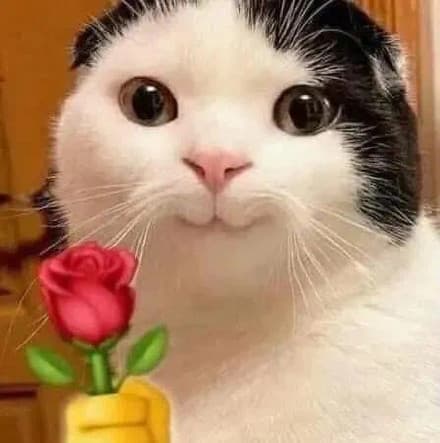 猫咪头拿玫瑰