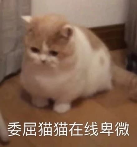 委屈猫猫在线卑微