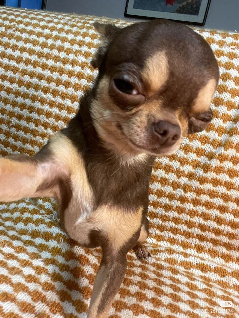 Dog Rizz