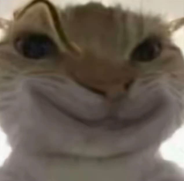 猫猫表情包