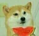 doge 吃西瓜