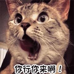 猫meme表情包